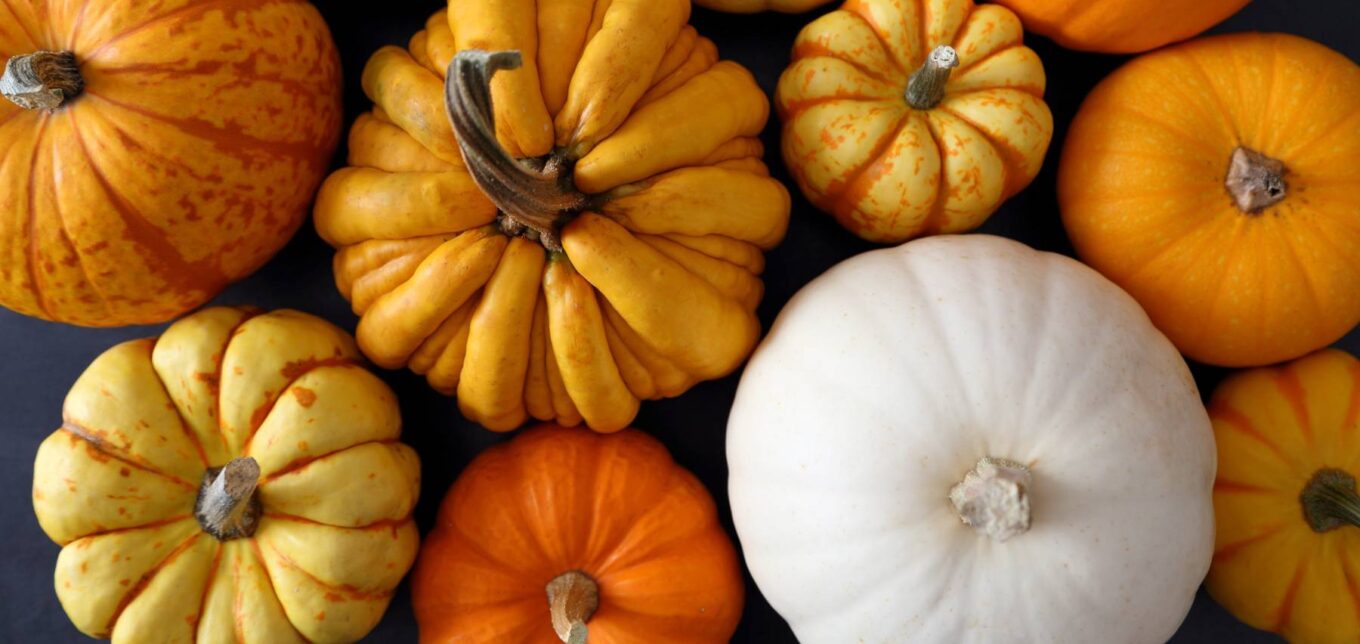 All About Growing Pumpkins – Mother Earth News - Vimarsana News